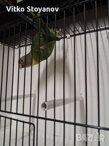 Сливоглав александър-женски, снимка 6 - Папагали - 53999711