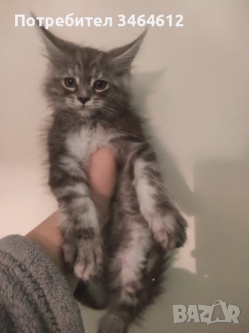 Мейн куун, снимка 12 - Мейн кун - 52592928