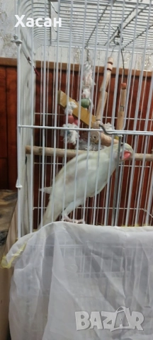 Малък алексадър, снимка 3 - Папагали - 52788961