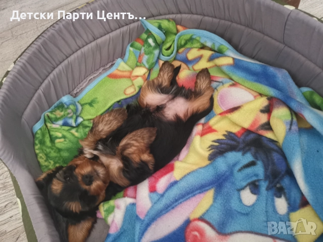 Йоркширски териер, мъжки. Много забавен. Даже вече се изхожда на памперс, е тъй, снимка 10 - Йоркширски териер - 52666968