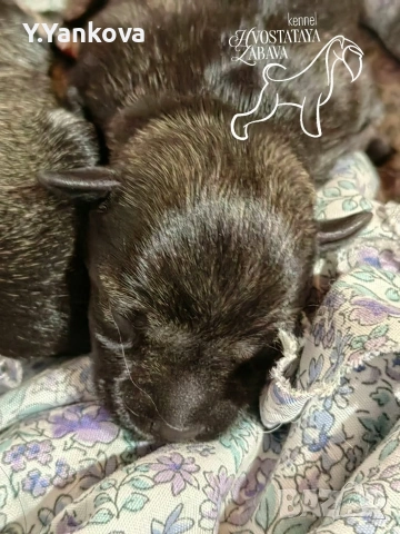 Мини шнауцер сол/пипер,чистокръвни,родителите с ген.тестове , снимка 4 - Други - 52007489