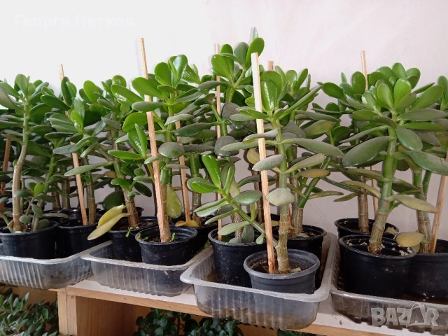 Дървото на живота , снимка 2 - Стайни растения - 53886619