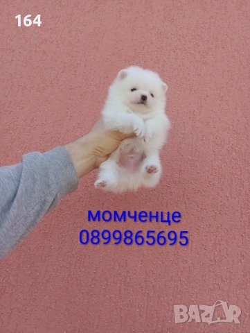 Мъжки и женски бели Померани. Реални снимки от 05.01.26 г. 