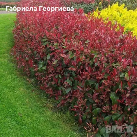 Фотиния ред робин 