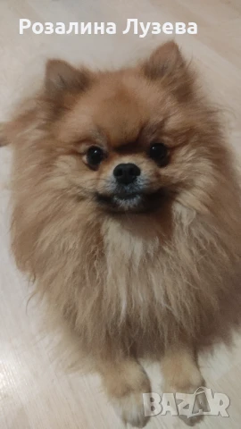 Кученце, снимка 1