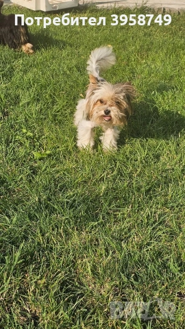 йорки бивер с родословие