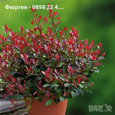 Фотиния - Налични 2 вида, снимка 2 - Разсади - 47427728