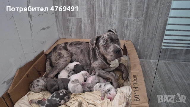 XL American Bully с родословие и сертификат, снимка 3 - Други - 53883611