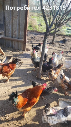 Петли , снимка 4 - Кокошки и пуйки - 53262675