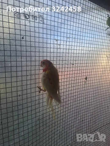 Продавам папагали и клетки , снимка 8 - Папагали - 52510763