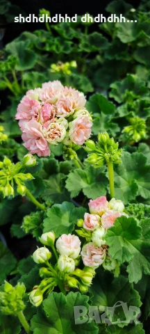 Сортови Мушката за колекционери 5 € за брой ( четири цвята ), снимка 6 - Градински цветя и растения - 54231825