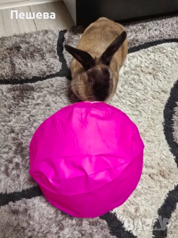 Подарявам Зайче , снимка 4 - Декоративни зайчета - 52659513