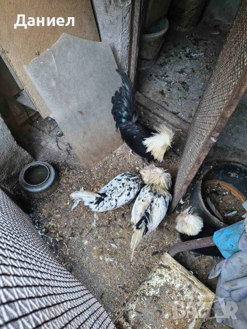 Холандска качулата (холандки), снимка 18 - Кокошки и пуйки - 45697010