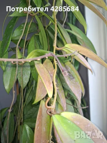 хоя пубикалукс /пепел от рози тъмна /, снимка 10 - Стайни растения - 50045816