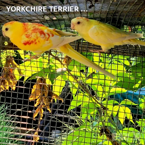 Пойни Рубино-чифт, снимка 3 - Папагали - 50803042