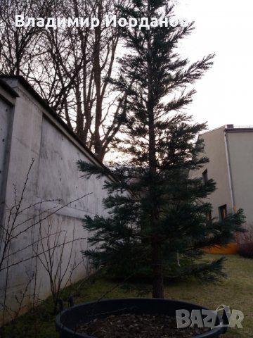предлагам красива и симетрична Секвоя на 7 години висока 6 метра  , снимка 4 - Градински цветя и растения - 32009783