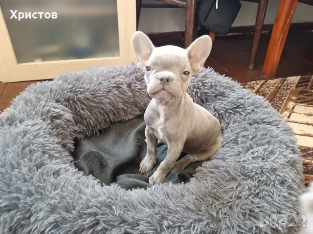 Френски булдог бебета ( Флуфи кариар и вижуал Флуфи), снимка 12 - Френски булдог - 49403264