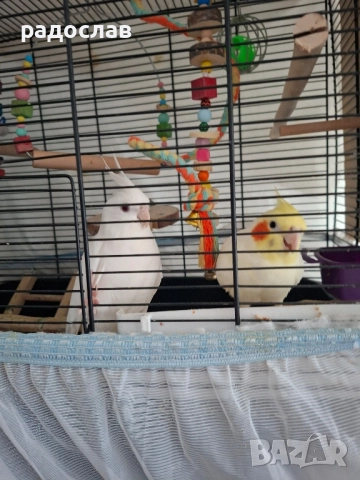 Двойка корели 