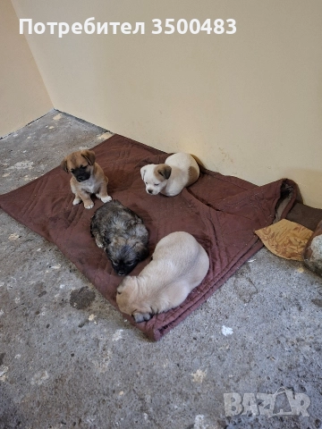 4 момичета и 1 момче Пекинези, снимка 5 - Пекинез - 52584455