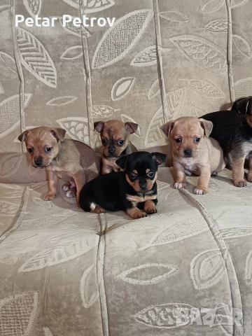 Мини пинчер чихуахуа, снимка 10 - Чихуахуа - 52816462