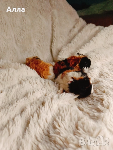 Морски свинчета с дълга коса и къдрава коса , снимка 3 - Морски свинчета - 52933885