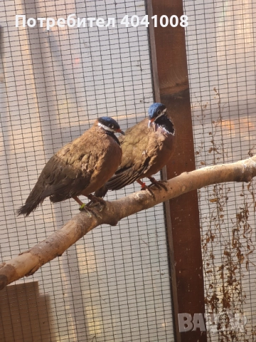 Продавам Егзотични гълъби , снимка 5 - Гълъби - 52808966