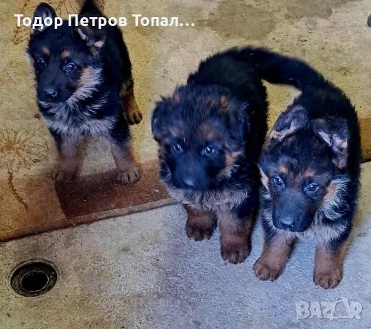 родословни немски овчарки , снимка 1