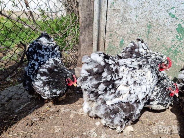 Продавам яйца от мраморен кохин стандарт, снимка 11 - Кокошки и пуйки - 39733765