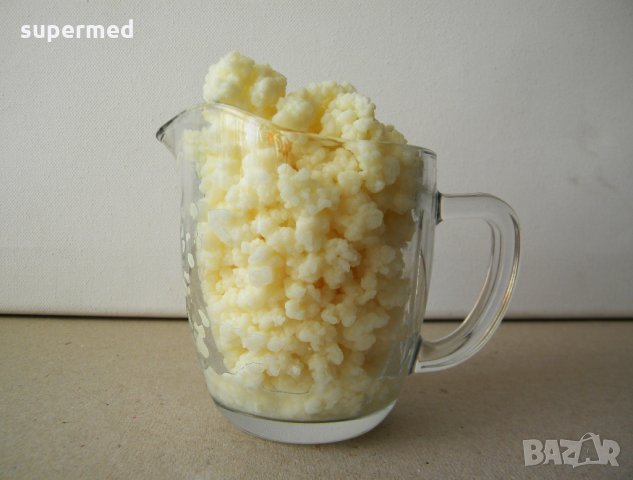 Кефир - Тибетска кефирена гъба за здравословна млечно-кисела напитка, снимка 1 - Домашни напитки - 23825756