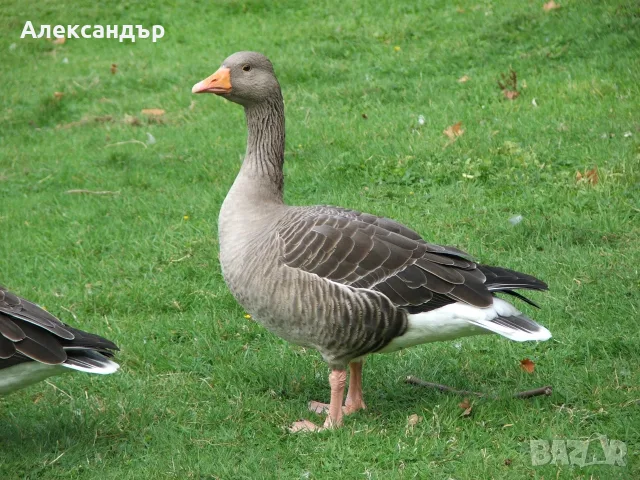 Продавам гъски.