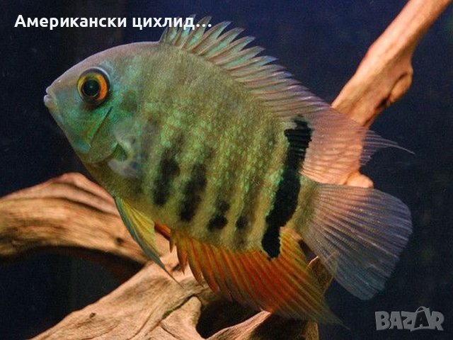 Цихлазома Северум зелен, снимка 2 - Рибки - 42599728