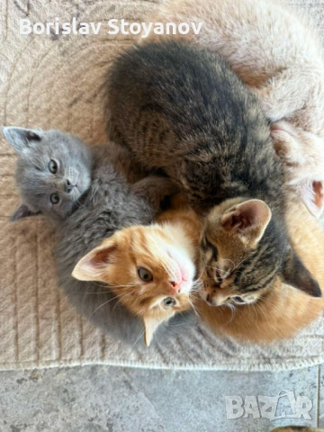 Подаряваме прекрасни малки котенца, снимка 2 - Други - 54322334