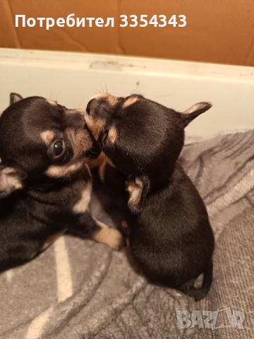 Чихо пинчери родени са 23.11.25