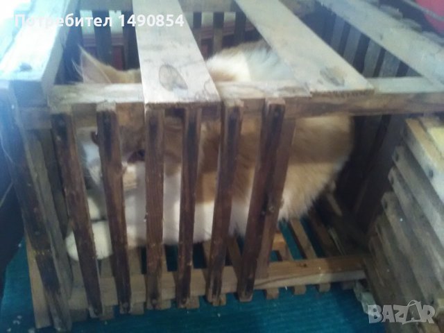 Клетка, снимка 4 - За птици - 36947056