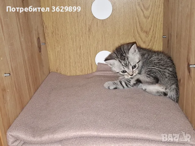 правоухи и клепоухи шотландски котета, снимка 9 - Други - 56275721
