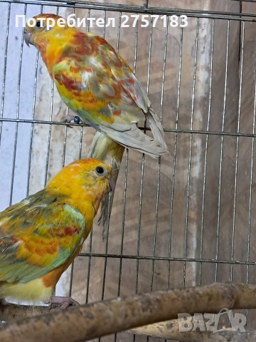 продавам поини папагали 2025 г, снимка 2 - Папагали - 53995670