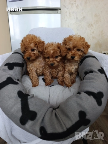 пудел момичета и момче