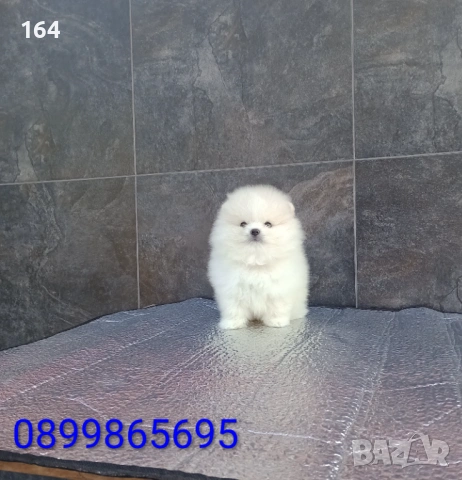 Померан. Мъжко мини Померанче. Реални снимки от 19.01.26 г. , снимка 3 - Померан - 53076094