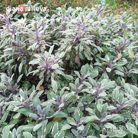 Шарена Салвия, Salvia officinalis, многогодишна, снимка 3 - Градински цветя и растения - 54010921