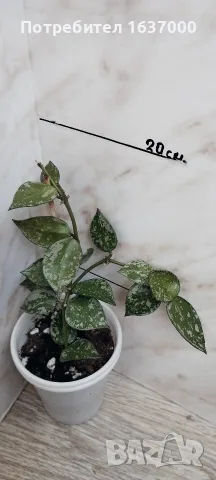 Хоя Krohniana silver 