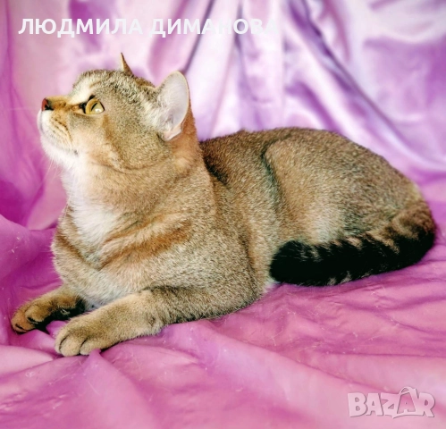 Шотландско мъжко Златна чинчила с родословие., снимка 5 - Британска късокосместа - 52376484