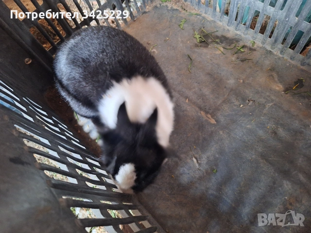 декоративни зайци , снимка 3 - Декоративни зайчета - 54201000