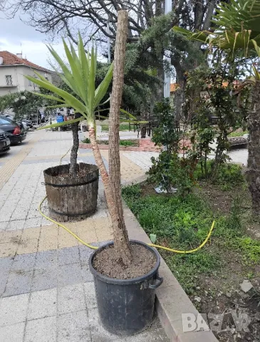 Продавам палма Юка / Yucca, 25 годишна, 1.7 м. височина