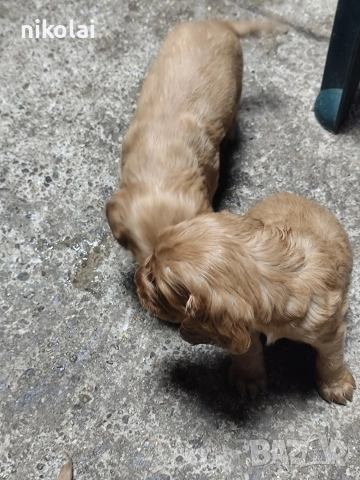 Кокер шпаньол , снимка 4 - Кокер шпаньол - 52754396