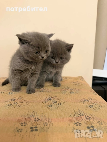 БРИТАНСКИ КОТЕТА, снимка 5 - Британска късокосместа - 54272248