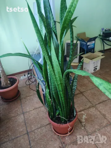Рицарски меч Сансевиера Sansevieria trifasciata