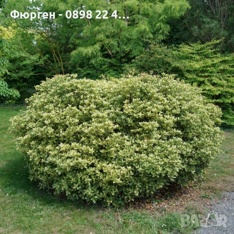 Османтус  'Goshiki', снимка 3 - Разсади - 37586922