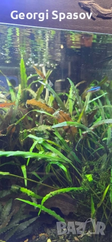 Продавам 110 л.аква с шкаф и всичко, снимка 5 - Рибки - 54024717