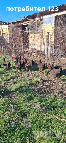 катунски кокошки