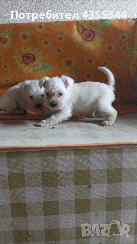 Цвергшнауцер , снимка 5 - Други - 54080125